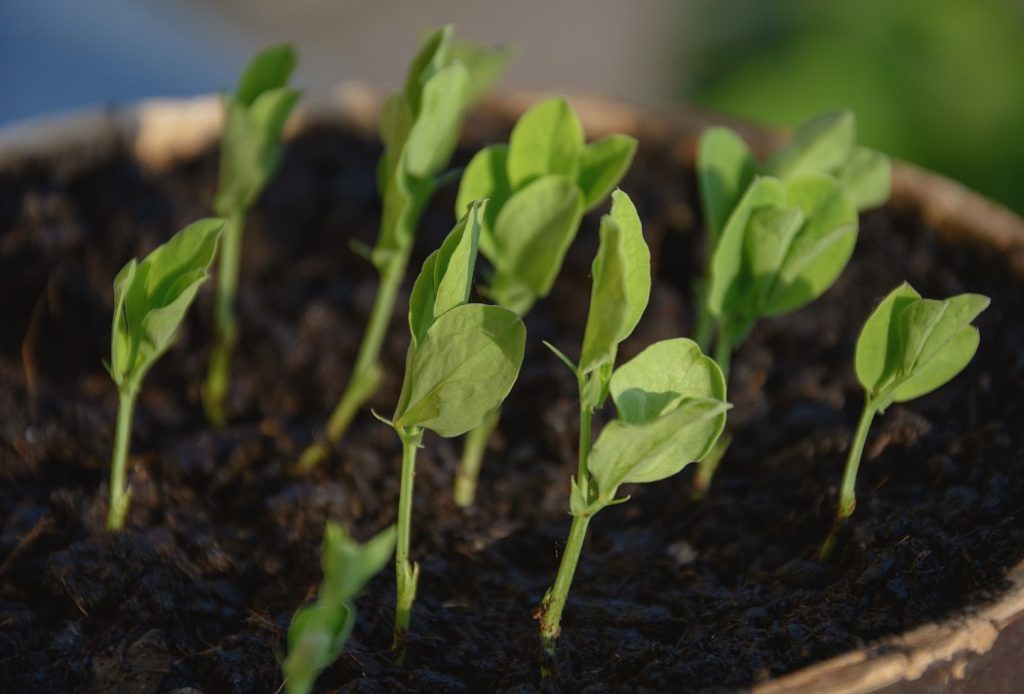 Worm Castings Are Now Available Online; Healthy Soil For Your Plants
