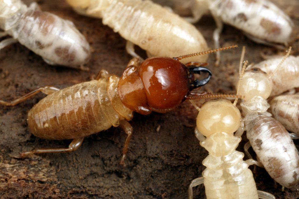 How to Determine the Best Termite Control Company near you