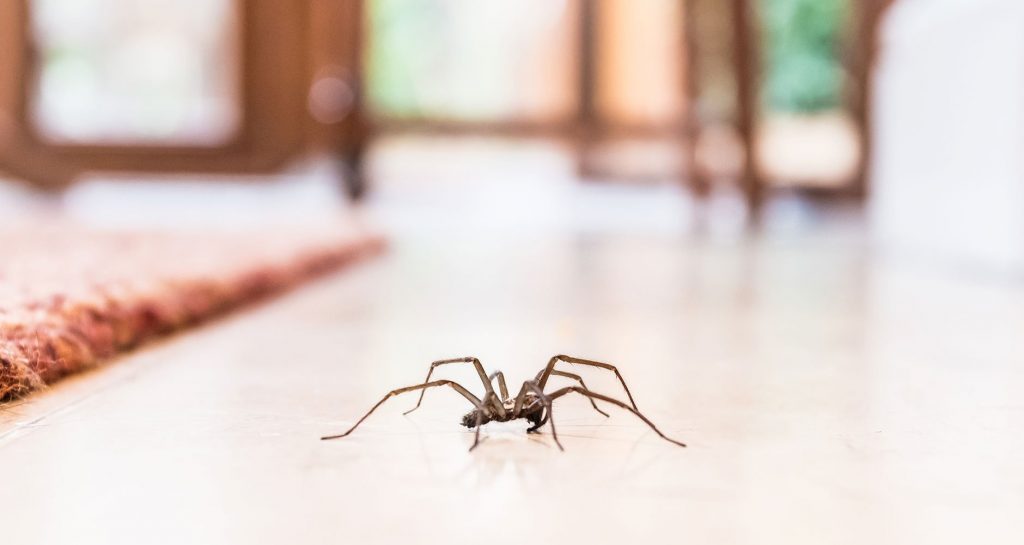 How To Keep Spiders Out Of Your Home: Pest Control In Massachusetts