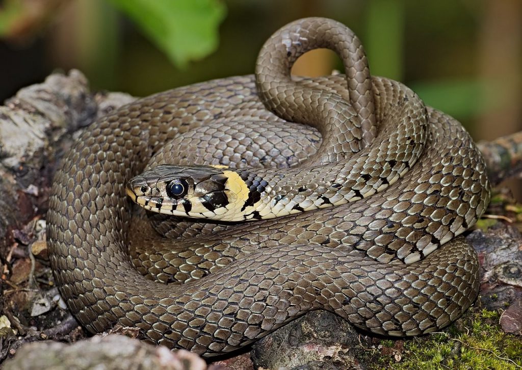 What To Do If You See Snakes Inside Your House?