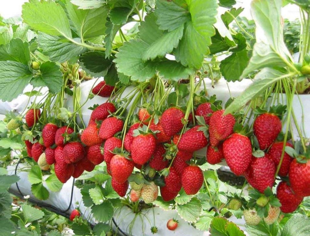 Tips for harvesting strawberries from your strawberry bush