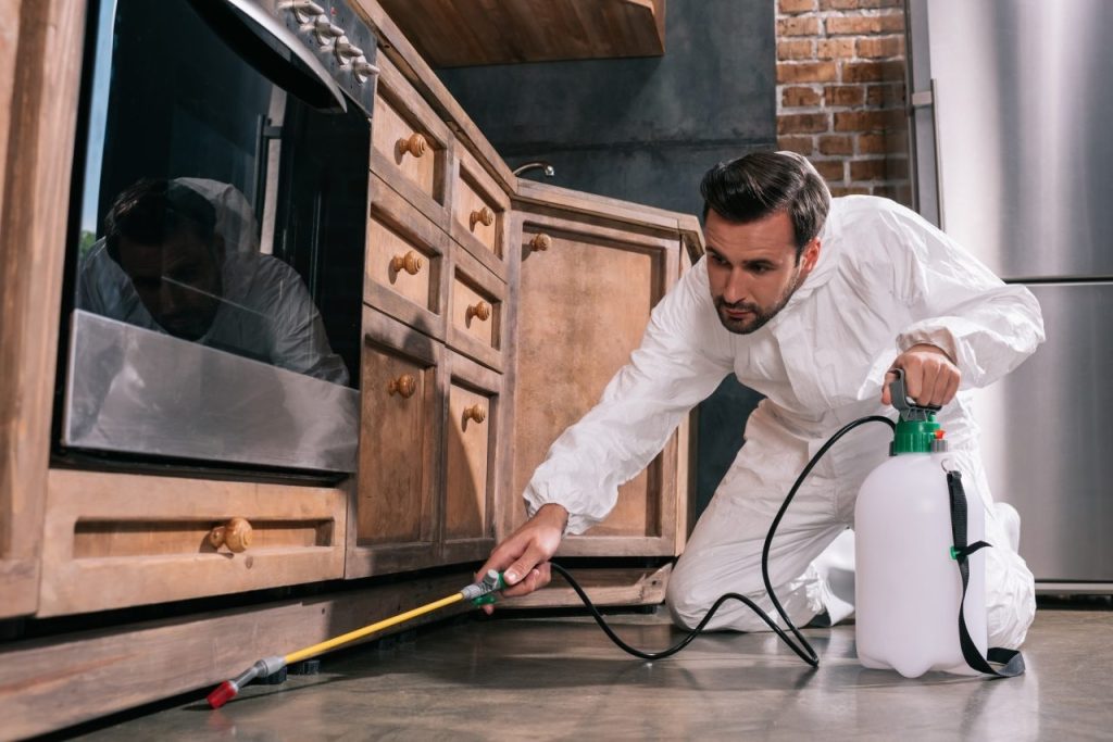 How to Keep Your Kitchen Pest-Free Year-Round