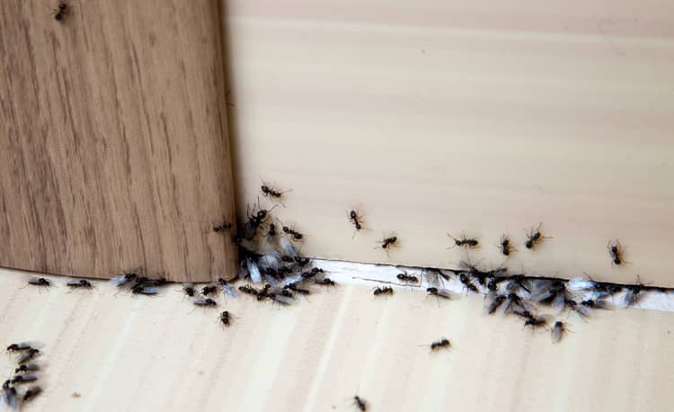 Common Household Pests and How to Prevent Them